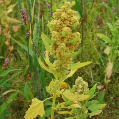 Chenopodium quinoa