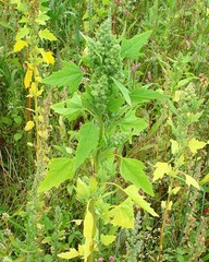 Chenopodium quinoa