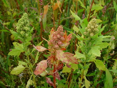 Chenopodium quinoa