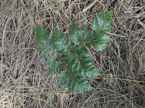 Davallia fejeensis, photograph 5