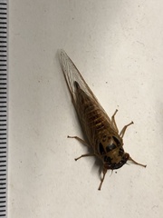 Palapsalta vitellina