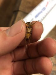 Palapsalta vitellina