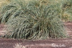 Poa flabellata