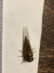 Palapsalta vitellina