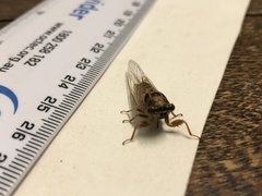 Palapsalta vitellina