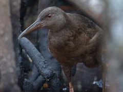 Rallus wetmorei