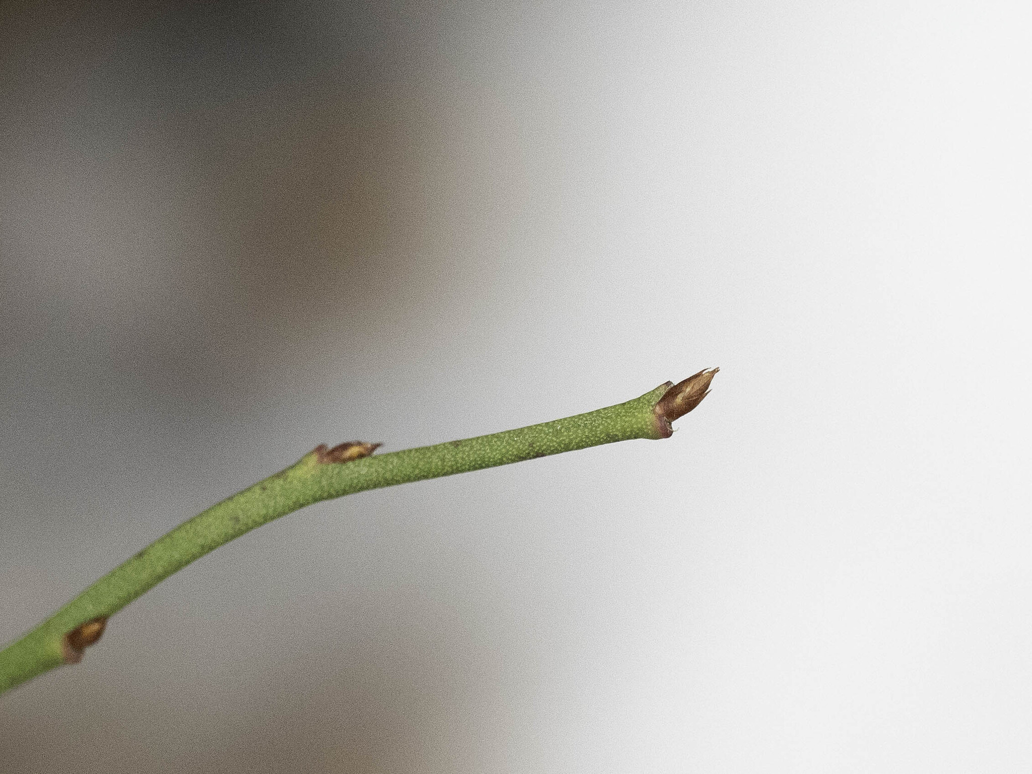 Lowbush blueberry