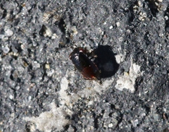 Geocoris atricolor