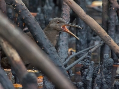 Rallus wetmorei
