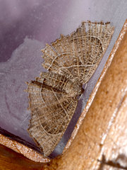 Epiplema reticulata