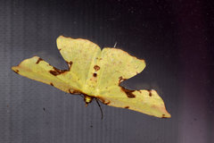 Corymica specularia
