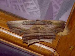 Menophra serpentinaria