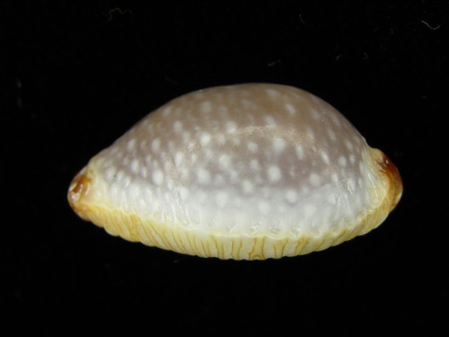 grape cowrie