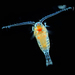 Calanoid Copepods - Photo (c) Proyecto Agua, some rights reserved (CC BY-NC-SA)