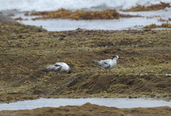 Sterna hirundo hirundo