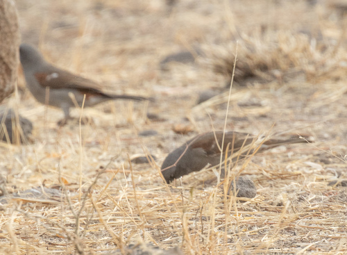 Swainson's Sparrow (Passer swainsonii), photo 10