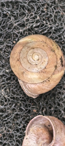 Nesiohelix granulifera