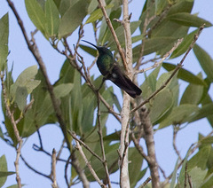 Anthracothorax viridigula