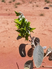 Crotalaria cunninghamii