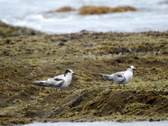 Sterna hirundo hirundo