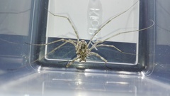 Metaplatybunus grandissimus