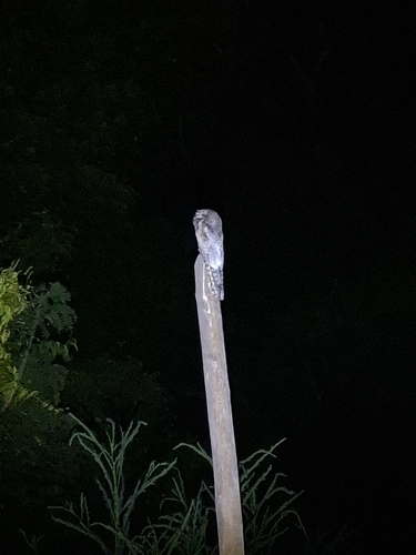 Common Potoo