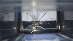 Metaplatybunus grandissimus