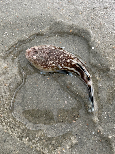 Lancer stargazer (Kathetostoma albigutta) — Uranoscopidae