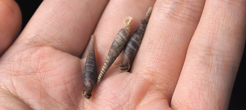 Probosciphaedusa gongjin