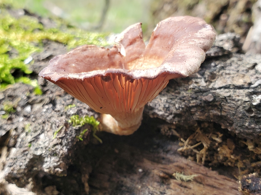 Panus conchatus · February 2026 · photo: © arlenedevitt (iNaturalist, cc-by)
