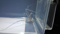 Metaplatybunus grandissimus