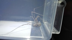 Metaplatybunus grandissimus