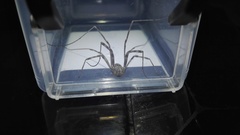 Metaplatybunus grandissimus