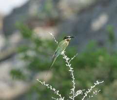 Merops superciliosus