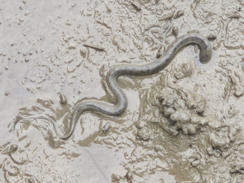 Photo of a Bennett's Mud Snake (Myrrophis bennettii)
