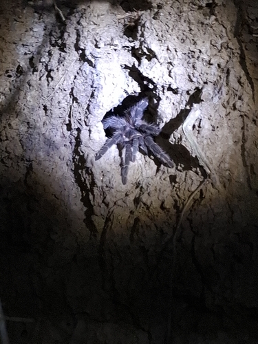 Brazilian Salmon Pink Tarantula