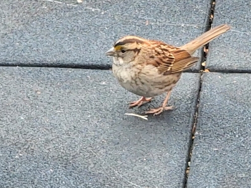 White-throated Sparrow