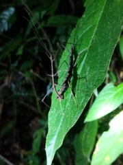 Ocnophiloidea regularis