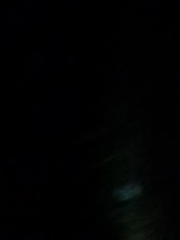 Ocnophiloidea regularis