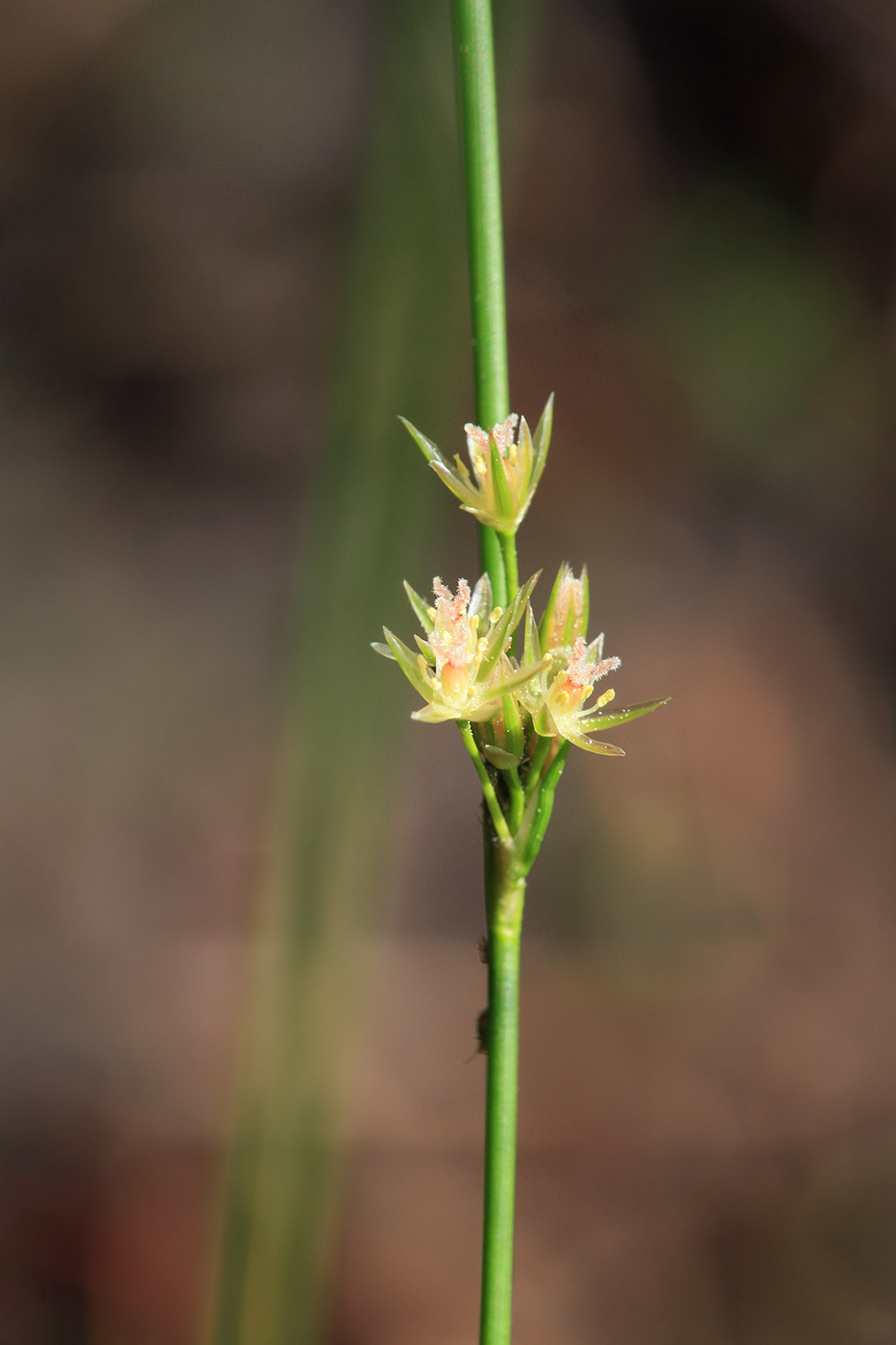 Thread Rush (Juncus filiformis) · iNaturalist