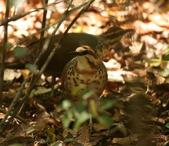 Mesitornis variegatus