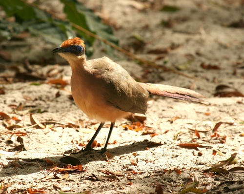 Red-capped Coua