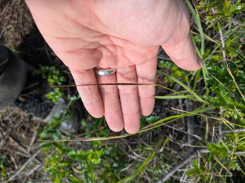 Heteropogon contortus observed 2026-02-13