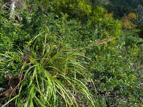 kawelu (Eragrostis variabilis)