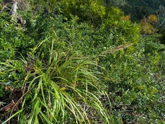 Eragrostis variabilis