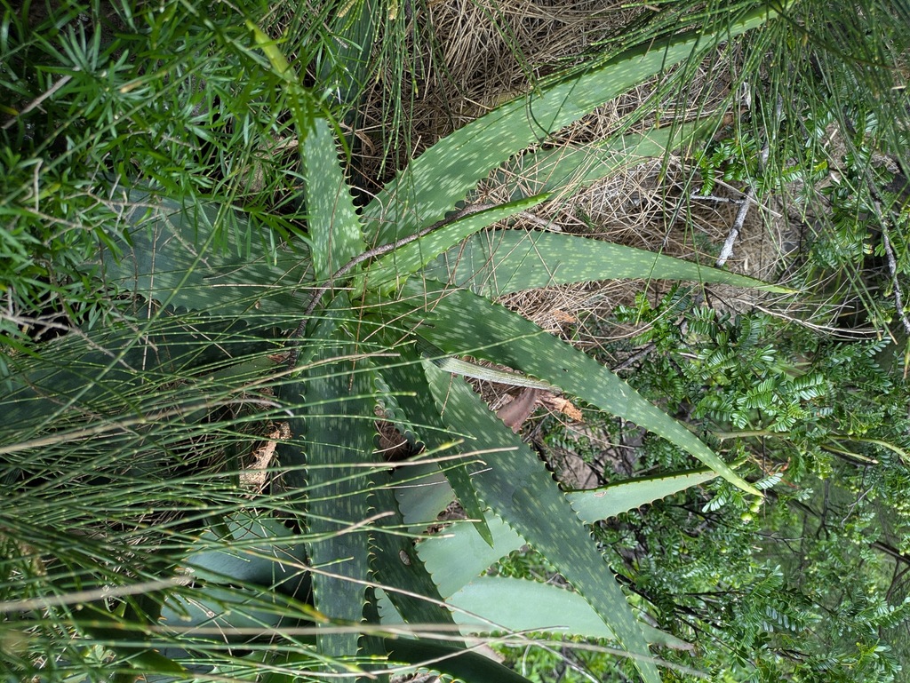 Aloe grandidentata; photograph (c) Kevin Faccenda, some rights reserved (CC BY)