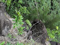 Artemisia australis