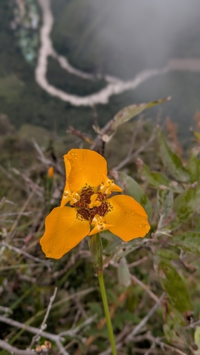 Hesperoxiphion peruvianum