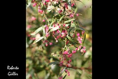 Muehlenbeckia sagittifolia