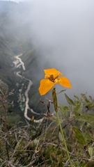 Hesperoxiphion peruvianum, photograph (c) Thibaud Aronson, some rights reserved (CC BY-SA)
